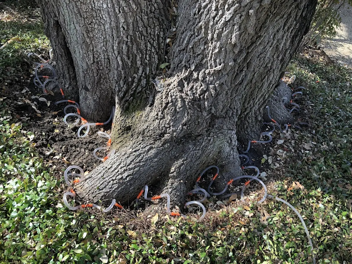Detailed Tree Cabling and Bracing job site in Shiro