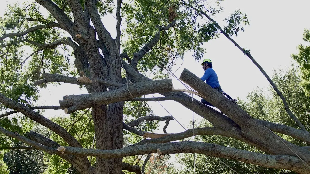 Professional Crown Thinning performed by certified arborists in Shiro